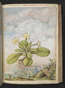 Primula vulgaris, Gherardo Cibo "Festményei a római államok növényvilágáról", Add MS 22333, f128r, c.1564-84 (akvarell és gouache papíron) alkotó: Gherardo Cibo
