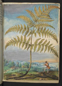 Pteridium aquilinum: Egy páfrány, Gherardo Cibo "A római államok növényvilágának festményeiből", Add MS 22333, f020r, c.1564-84 (akvarell és gouache papíron) alkotó: Gherardo Cibo