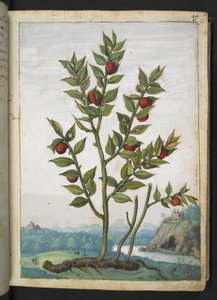 Ruscus aculeatus: Piros bogyókat hordozó növény, Gherardo Cibo "A római államok növényvilágának festményeiből", Add MS 22333, f023r, c.1564-84 (akvarell és gouache papíron)