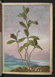 Ruscus hypoglossum: Piros bogyókat hordozó növény, Gherardo Cibo "Paintings of the Flora of the Roman States" (A római államok növényvilágának festményeiből), Add MS 22333, f024r, c.1564-84 (akvarell és gouache papíron)