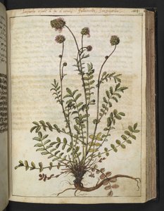Sanguisorba minor, Gherardo Cibo "Festményei a római államok növényvilágáról", Add MS 22333, f102r, c.1564-84 (akvarell és gouache papíron) alkotó: Gherardo Cibo