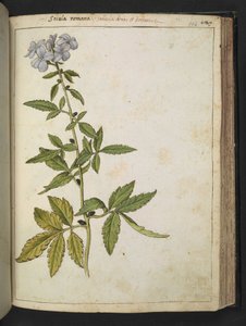Sanicula, Gherardo Cibo "Festményei a római államok növényvilágáról", Add MS 22333, f126r, c.1564-84 (akvarell és gouache papíron) alkotó: Gherardo Cibo