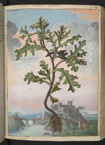 Senecio vulgaris, Gherardo Cibo "Festmények a római államok növényvilágáról", Add MS 22333, f057r, c.1564-84 (akvarell és gouache papíron) alkotó: Gherardo Cibo