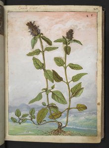 Symphytum bulbosum (Bulbous Comfrey), Gherardo Cibo "Festmények a római államok növényvilágáról", Add MS 22333, f031r, c.1564-84 (akvarell és gouache papíron) alkotó: Gherardo Cibo