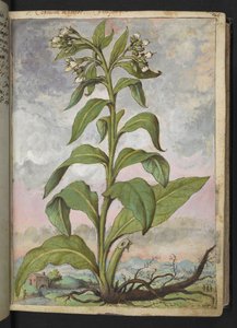 Symphytum officinale (Comfrey), Gherardo Cibo "Festmények a római államok növényvilágáról", Add MS 22333, f029r, c.1564-84 (akvarell és gouache papíron) alkotó: Gherardo Cibo
