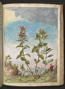 Teucrium chamaedrys (Wall Germander), Gherardo Cibo "Festményei a római államok növényvilágáról", Add MS 22333, f159r, c.1564-84 (akvarell és gouache papíron) alkotó: Gherardo Cibo