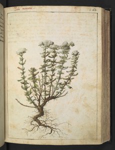 Teucrium montanum, Gherardo Cibo "Festmények a római államok növényvilágáról", Add MS 22333, f068r, c.1564-84 (akvarell és gouache papíron) alkotó: Gherardo Cibo