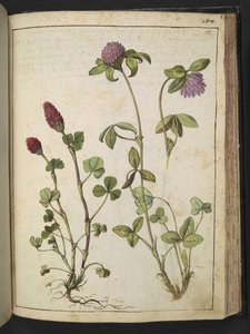 Trifolium incarnatum és Trifolium pratens, Gherardo Cibo "Festmények a római államok növényvilágáról", Add MS 22333, f151r, c.1564-84 (akvarell és gouache papíron) alkotó: Gherardo Cibo