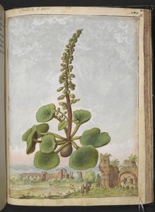 Umbilicus rupestris (Navelwort): Ehető virágos növény, Gherardo Cibo "Paintings of the Flora of the Roman States" (A római államok növényvilágának festményeiből), Add MS 22333, f162r, c.1564-84 (akvarell és gouache papíron)