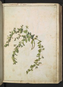 Veronica, Gherardo Cibo "Paintings of the Flora of the Roman State"-ből, Add MS 22333, f048r, c.1564-84 (akvarell és gouache papíron) alkotó: Gherardo Cibo