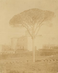 [Tree in Formal Garden Outside Palazzo], 1860-70-es évek.