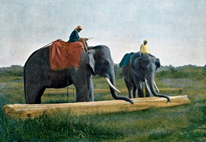 Elefántok mozgatják a rönköt, Ceylon, c1890 alkotó: Gillot