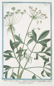 Ammi majus alkotó: Giorgio Bonelli