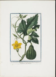 Növényi nyomat, Hortus Romanus, Vol. I. vagy II., 1772-93 (csúcsmetszet, kézzel színezett gouache) alkotó: Giorgio Bonelli