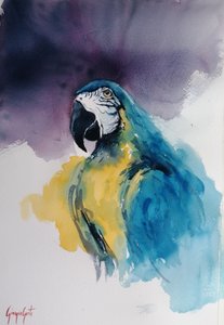 Kék-sárga ara alkotó: Giorgio Gosti