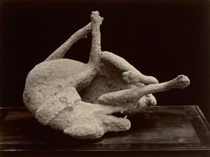 Kutya, Pompei, 1870 körül (albumén ezüst nyomat üvegnegatívról)