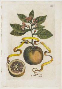 Aurantium Double Flore, Hesperidesből, 1646 alkotó: Giovanni Battista Ferrari