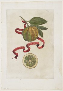 Aurantium Virgatum, Hesperidesből, 1646 alkotó: Giovanni Battista Ferrari