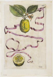 Idem Aurantium Limonis Effigle, a Hesperidesből, 1646 alkotó: Giovanni Battista Ferrari