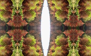 Unnatural 81 (digitálisan manipulált fotó)