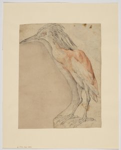 Gém, recto (kréta papíron) alkotó: Giovanni da Udine (after)