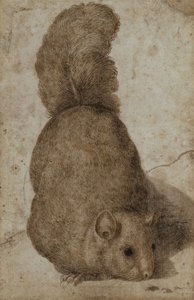 Egy mókus (toll és tinta) alkotó: Giovanni da Udine (attr. to)