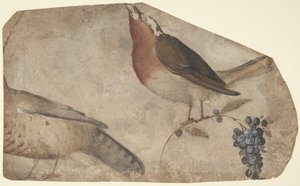Madárevő szőlő recto, Tigris verso, 1487-1564.