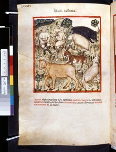 Ububchasym de Baldach Theatrum sanitatis: "Animalia Castrata", a 14. század első évtizede (miniatűr) alkotó: Giovannino de