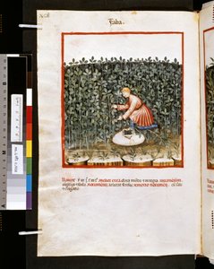 Ububchasym de Baldach Theatrum sanitatis: "Faba", a 14. század első évtizede (miniatűr)