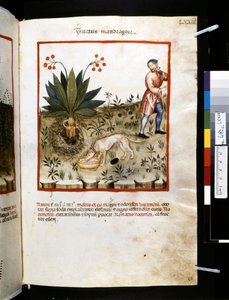 Ububchasym de Baldach Theatrum sanitatis: "Fructus Mandragorae", a 14. század első évtizede (miniatúra)