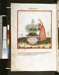 Theatrum sanitatis, Ububchasym de Baldach : "Maiorana", a 14. század első évtizede (miniatűr) alkotó: Giovannino de