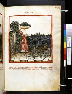 Ububchasym de Baldach Theatrum sanitatis: "Spinachie", a 14. század első évtizede (miniatűr)