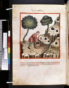 Ububchasym de Baldach Theatrum sanitatis: "Terra Tufule", a 14. század első évtizede (miniatűr) alkotó: Giovannino de