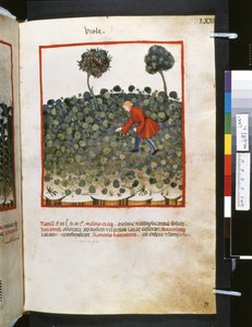 Ububchasym de Baldach Theatrum sanitatis: "Viole", a 14. század első évtizede (miniatűr) alkotó: Giovannino de