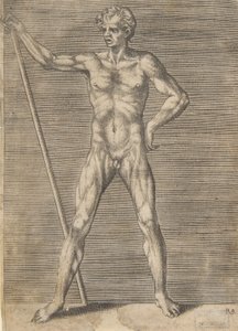Elölről lenyúzott férfi, kezében egy bottal, kb. 1531-76.