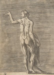 Nyúzott férfi bal kezével a csípőjén, jobb kezében bőrt tartva, kb. 1531-76. alkotó: Giulio Bonasone