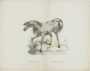 Étalon pur sang / Stallion full blood (cím a tárgyon) alkotó: Glenisson and Van Genechten