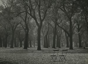 Őszi fák a Hyde Parkban, London