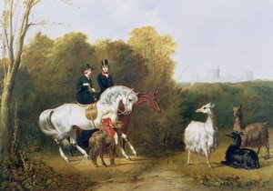 Viktória királynő (1819-1901) és Albert herceg (1819-61) Lámák megtekintése a House Parkban, Windsor, 1845 körül