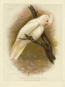 Vérfoltos kakadu, 1891 alkotó: Gracius Broinowski