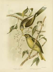 Luteous Honeyeater vagy Sárgatorkú Bányász, 1891 alkotó: Gracius Broinowski