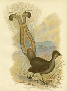 Lyrebird, 1891 alkotó: Gracius Broinowski