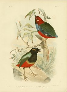 Macklot Pitta, 1891 alkotó: Gracius Broinowski
