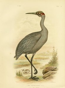 Native Companion Or Brolga, 1891 alkotó: Gracius Broinowski