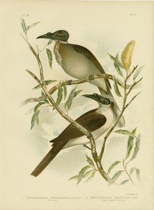 Noisy Friarbird, 1891 alkotó: Gracius Broinowski