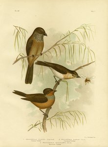 Olivaceous Thickhead Or Olive Whistler, 1891 alkotó: Gracius Broinowski