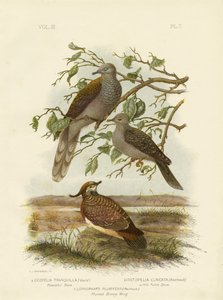 Békés galamb, 1891 alkotó: Gracius Broinowski