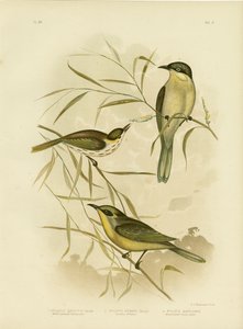 Wattle-cheeked Honeyeater vagy Purple Gaped Honeyeater, 1891 alkotó: Gracius Broinowski