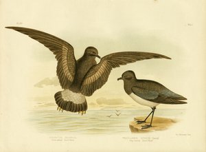 Sárga hálós viharmadár, 1891 alkotó: Gracius Broinowski
