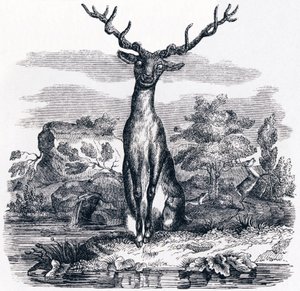A szarvas nézi magát a vízben - Fables by La Fontaine alkotó: Grandville